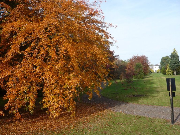 tupelo tree on the main 1 768x576