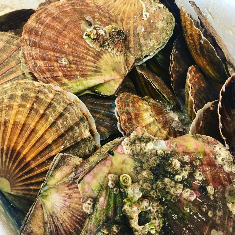 117221860 1420237031510495 1487771545051969000 n 07042021110321 768x766