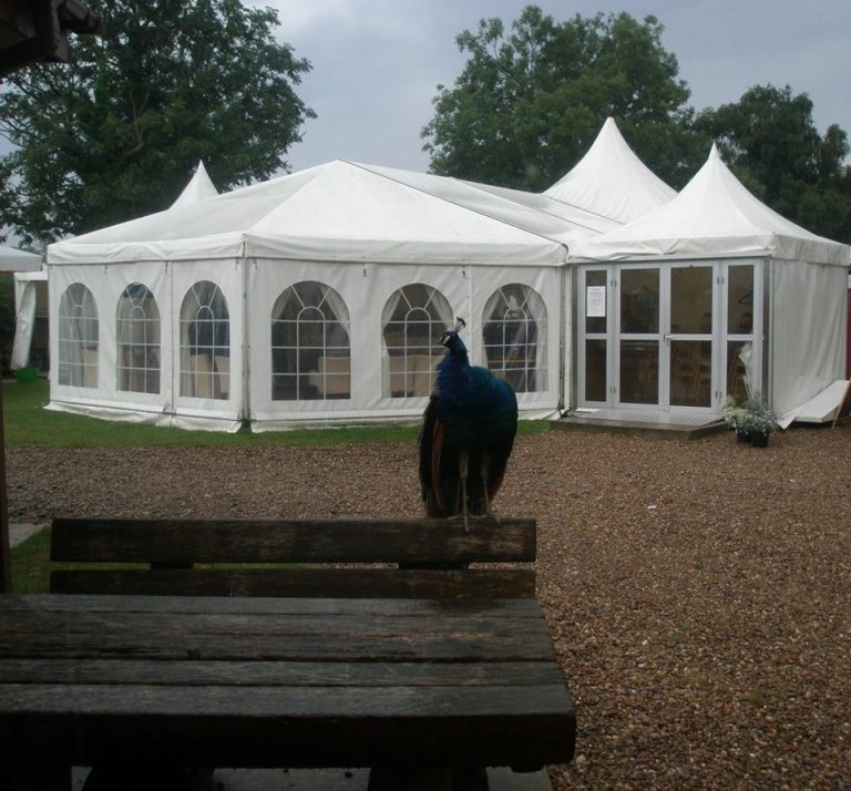 12193853 1177868718907757 5541626709395482602 n y6embf 768x714