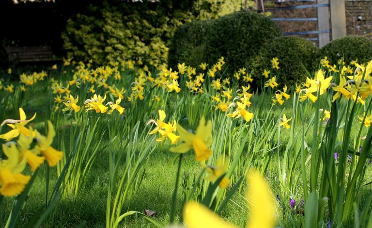 1600x980 Daffodils jppiap 768x470