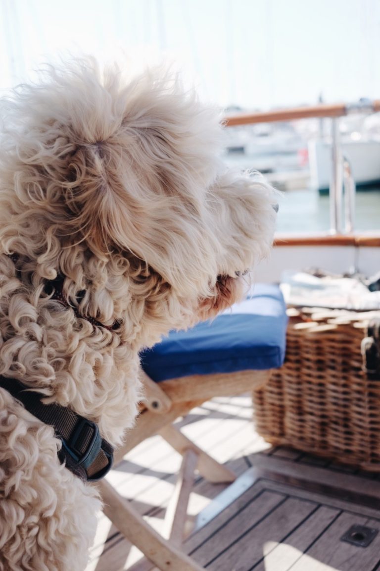 2f7a864d 5bb3 4fed 86f3 12572986cd44 768x1153