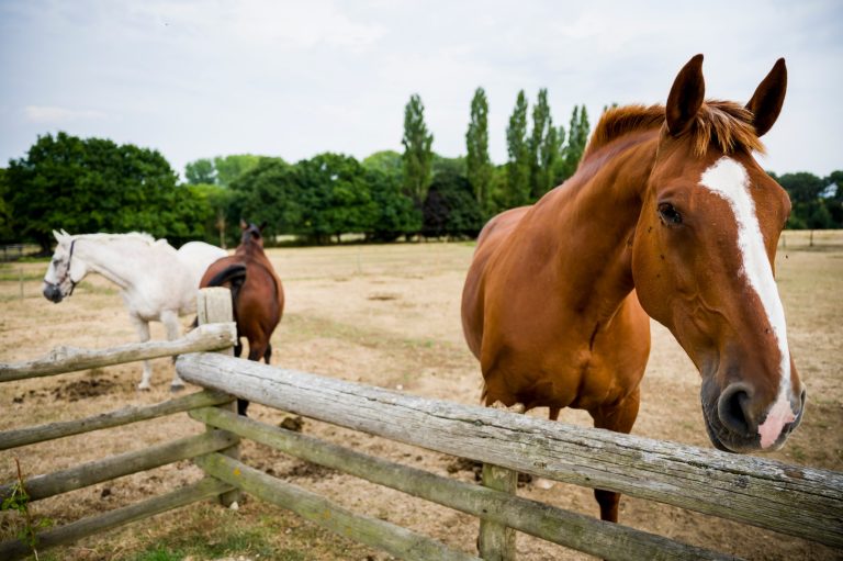 47226ce2 9fef 43c8 9087 f6db6df6e163 768x511