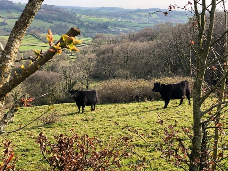 4aa80f05 e074 461a b9c4 25e28488ef28 768x576