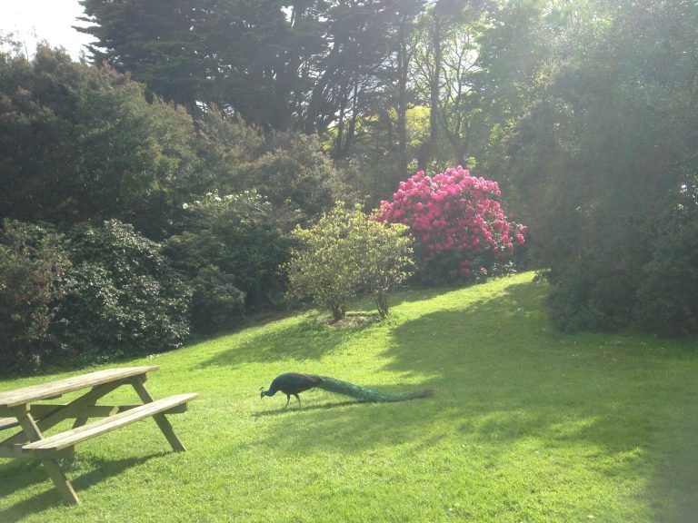 52A09E2F C7D3 486A B314 F41B92D4BC02 768x576