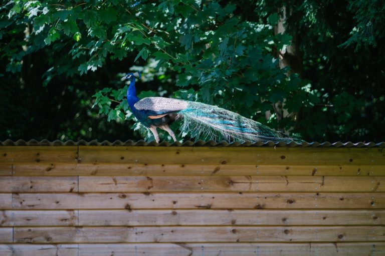 7742617d e735 4db5 8224 7c335a5a66ef 768x512