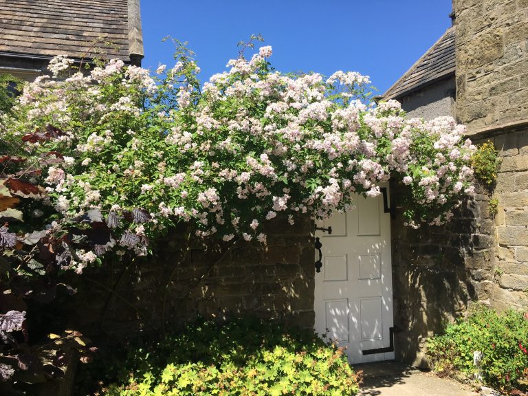 872233A8 9860 4E35 94F4 B123D5409E58 768x576