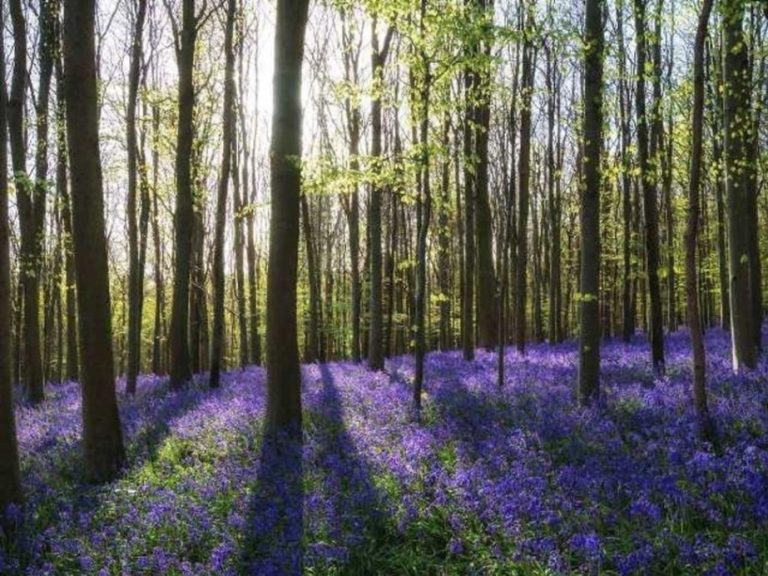 982478d2 6242 4326 99f6 8dd4722191c6 768x576