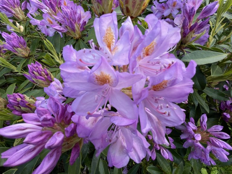 B13F8481 E3C7 4262 B948 AA4CD23F7853 768x576