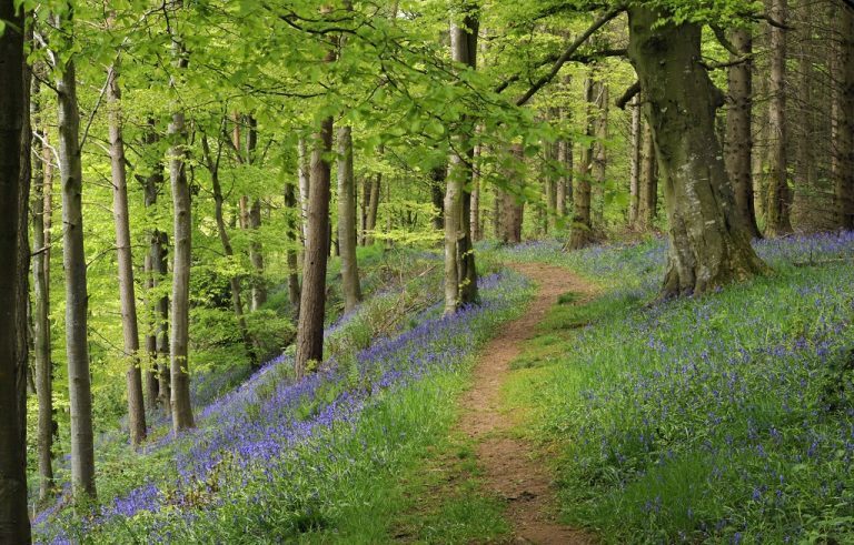 BluebellsinthewoodsbehindMelmerbyHall2 768x491