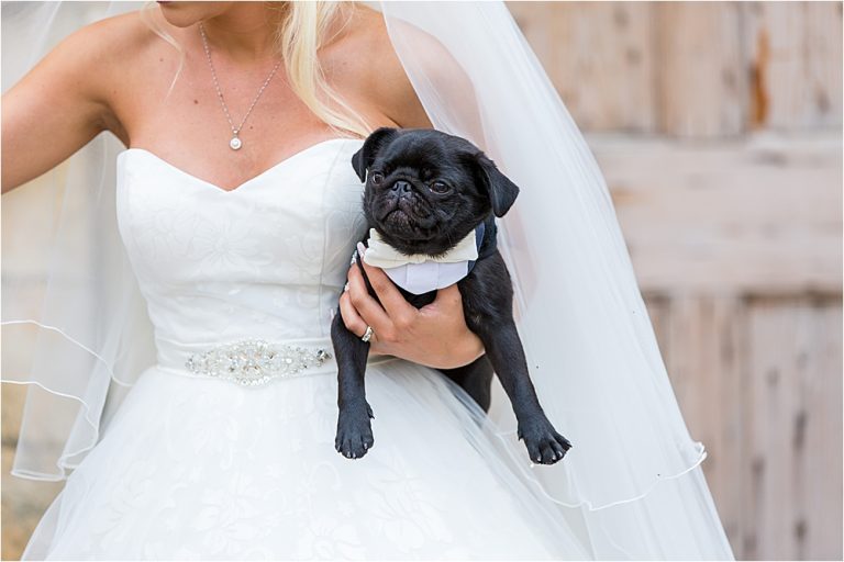 Christhorntonphotography doggy2 768x512