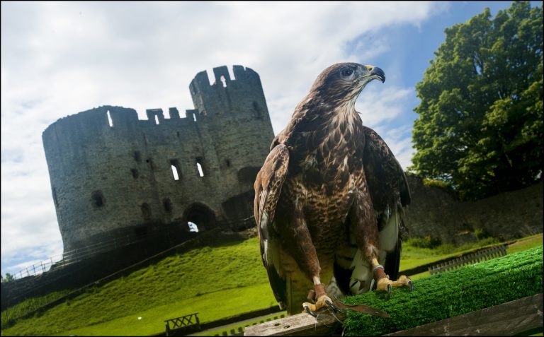 DZG Birds of Prey Signs 7 rwoiuc 768x477