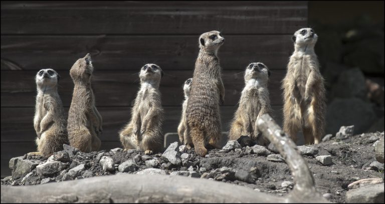 DZG Meerkat Sunshine 1 z6mfyu 768x407