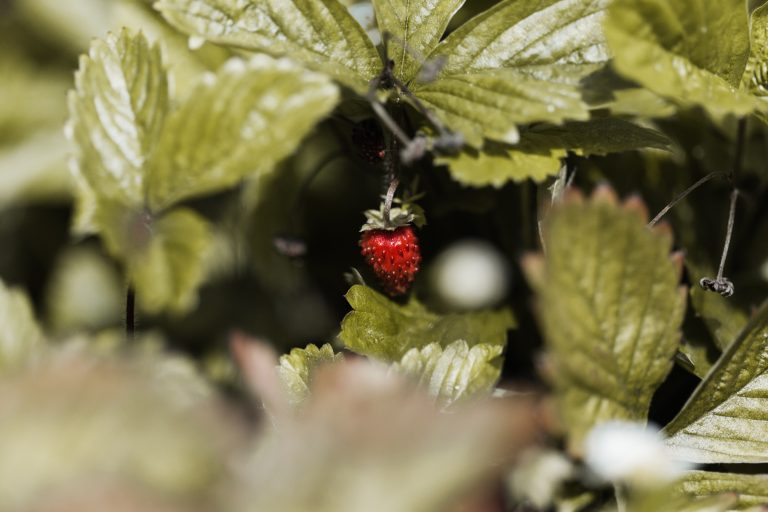 DeerParkAugshoot 167websize 768x512