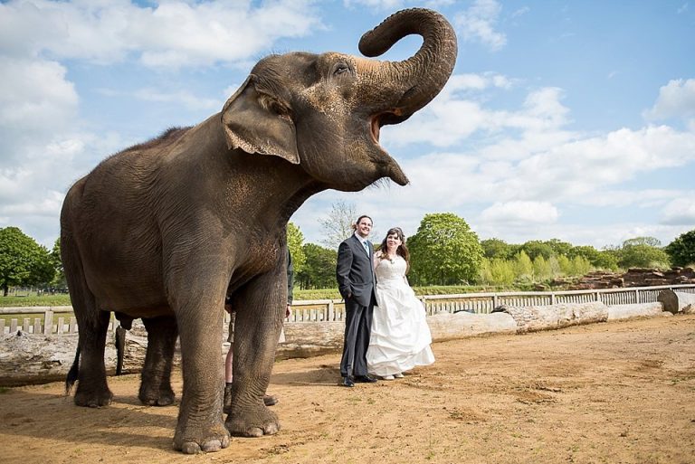 Elephant Encounter 6 tf3ckp 768x513