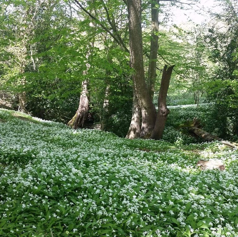 FB IMG 1528285825847 768x765