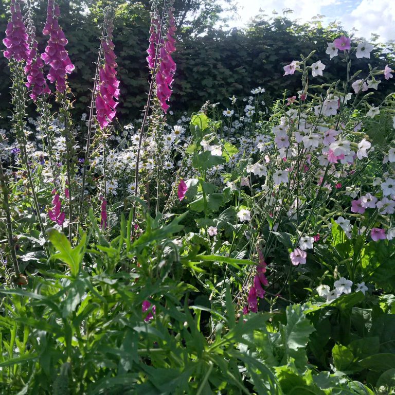 July in the garden at Monks azadii 768x768
