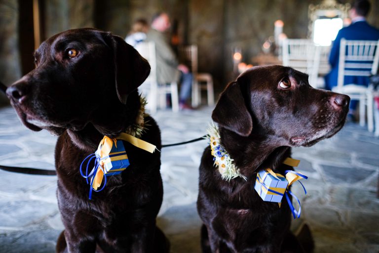 MKCollinsPhotographyHiRes 1 768x512