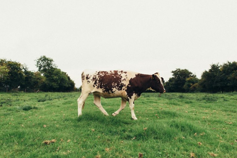 MarthaandWillWedding 417 768x512