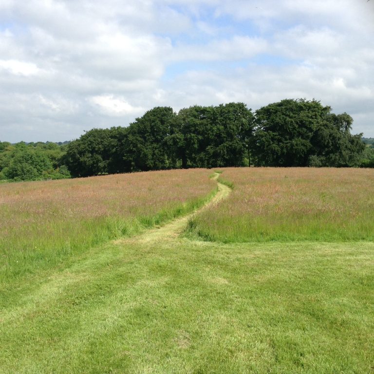 Path through Marquee Meadow kb4ddy 768x768
