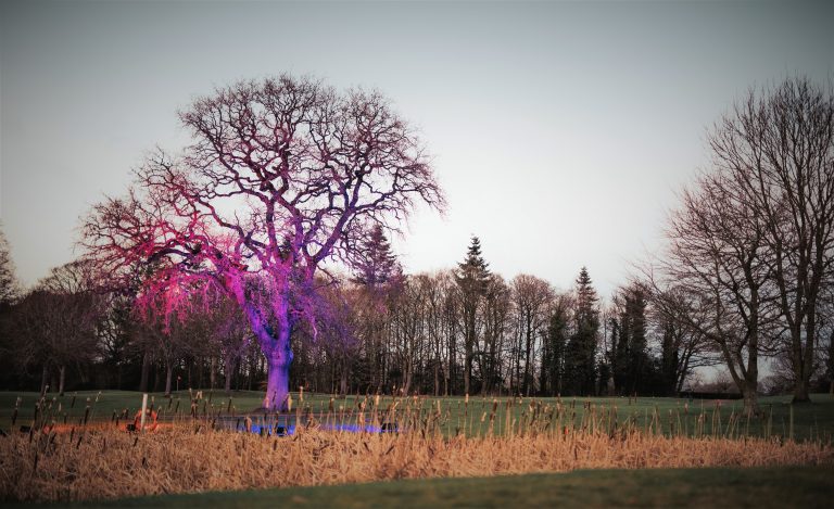 PurpleTree2HighLegh AG 5740 768x469