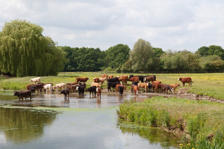 Screen Shot 2016 09 13 at 11.39.26 tyfzsb 768x511