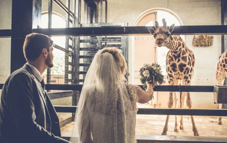 Wedding Giraffe LowRes WhiteRibbonsPhotography 768x483