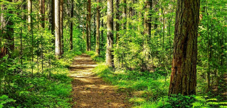 bower in the wood woodland area 11042024013725 768x368