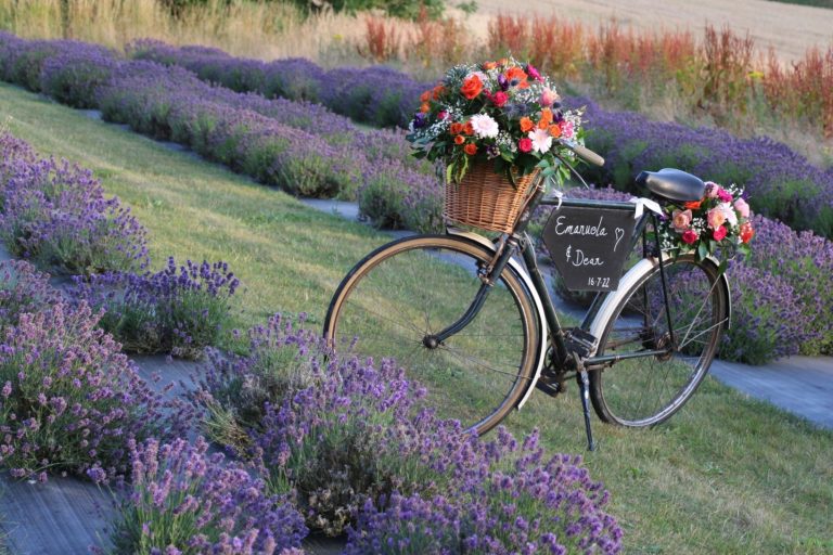 e2043e98 870f 4f7d ad24 e39353764b7d 768x512