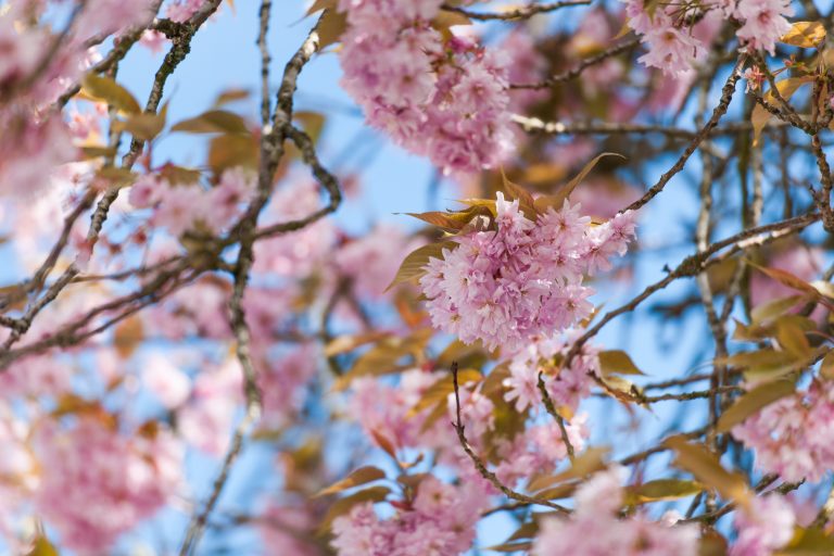 e3dc9d5c 65e5 41d9 a76c c4d4ec67b6ad 768x512