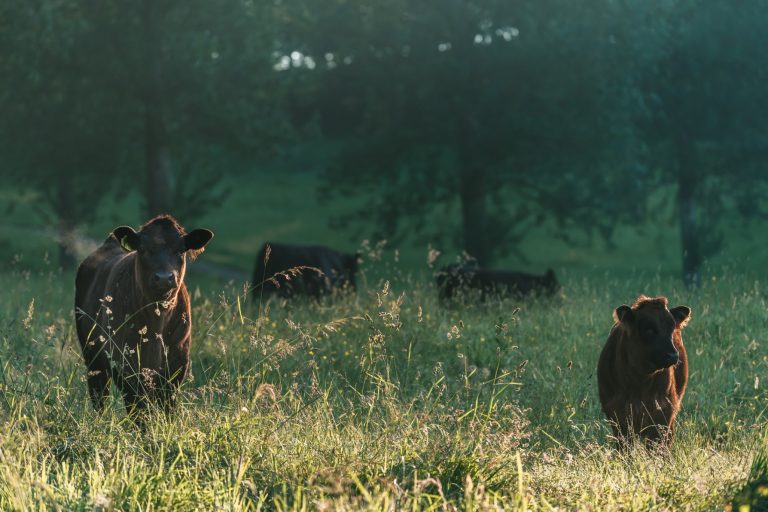 e67f3793 6827 4bd7 b228 6d1950461f8a 768x512