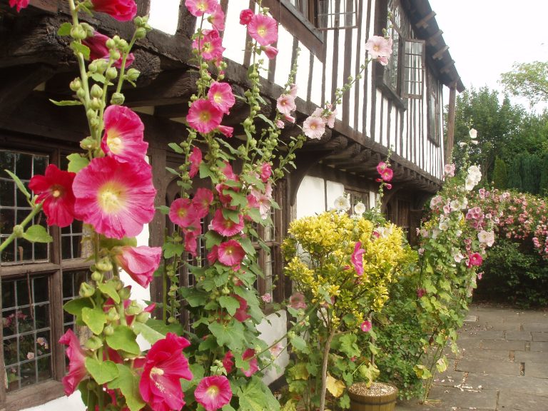 hollyhocks at St Marys Bramber   1 xsonm9 768x576