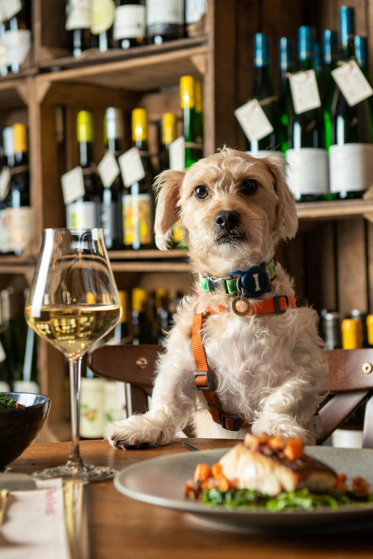 humbledog 15102024055507 768x1151