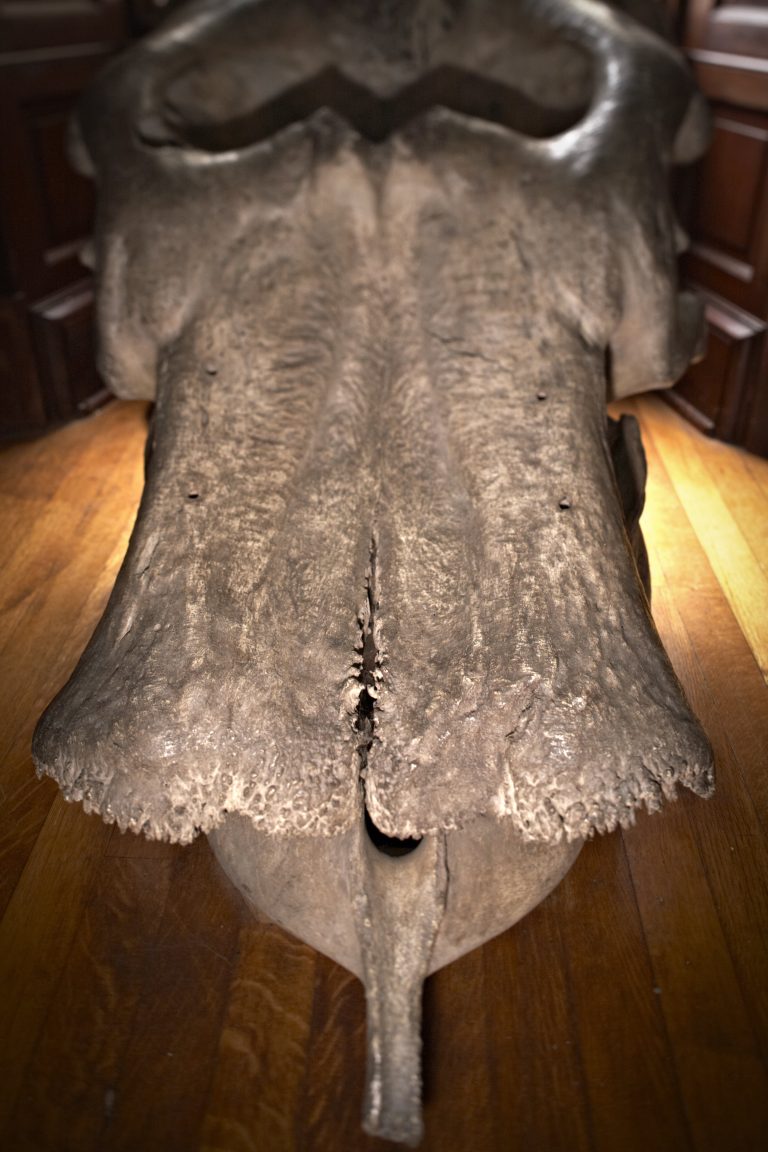 interest elephant skull jhfqju 768x1152