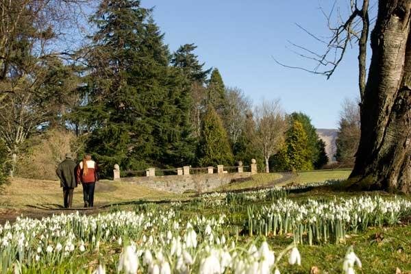 snowdrops2 we4yrl