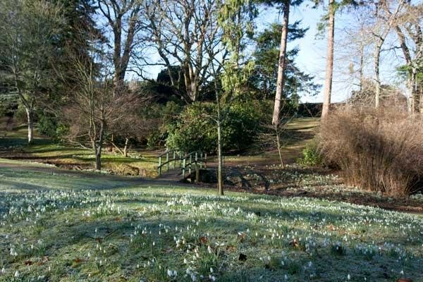 snowdrops rpvakz