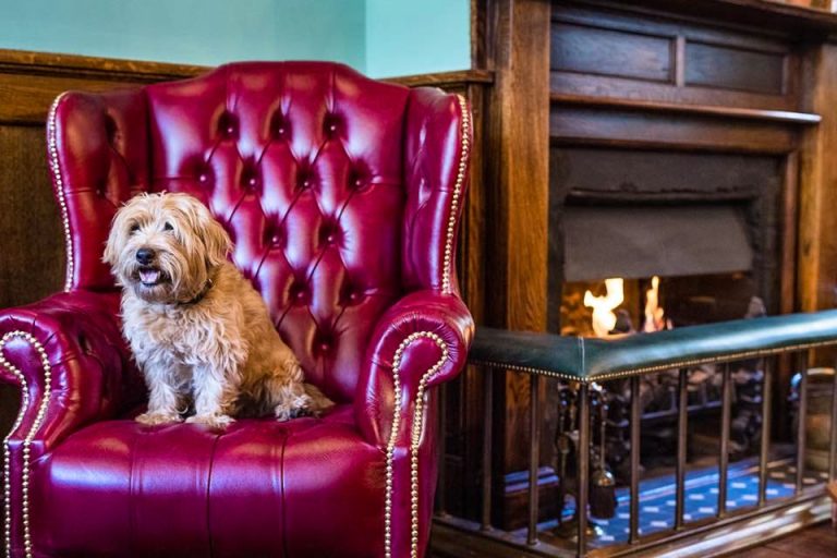 the fox pheasant chelsea brunc 30012020122449 768x512