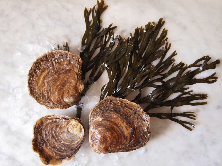 whistable oyster co menu 10022020124432 768x572